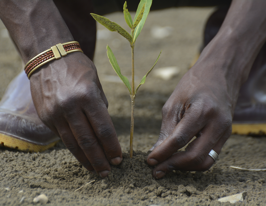 Tree planting Friends of Usambara Society